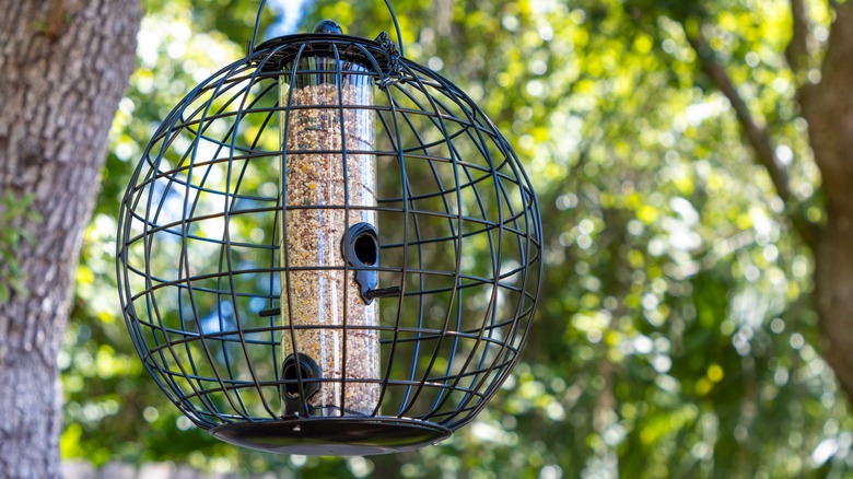 A tube feeder surrounded by a domed metal cage hanging from tree