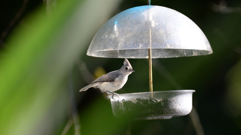 A tufted titmouse eats from a domed birdfeeder