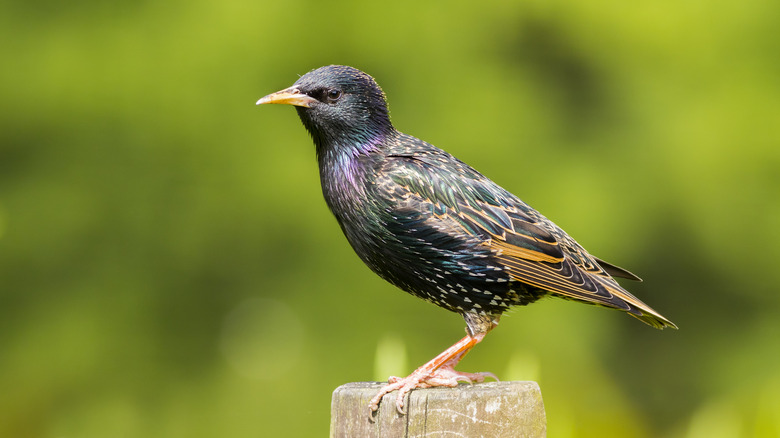 a starling sits on top of a wooden post