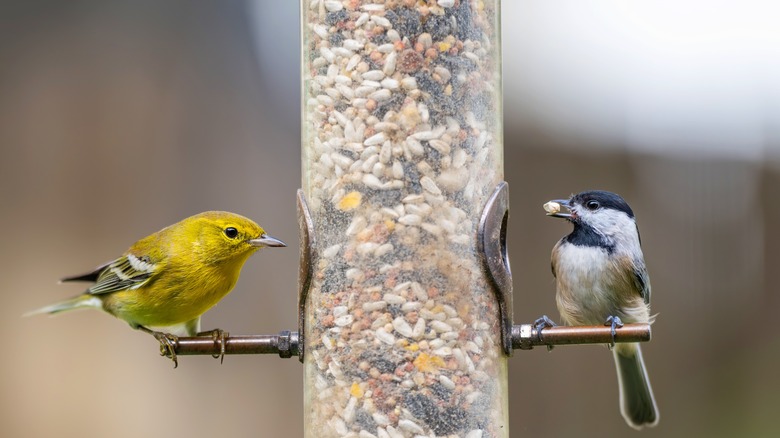 A chickadee and goldfinch eat from a tube-style bird feeder