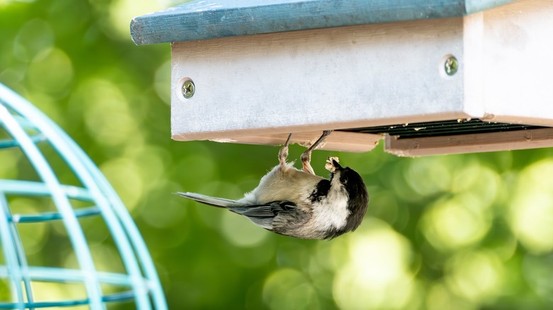 A chickadee eats from an upside down suet feeder