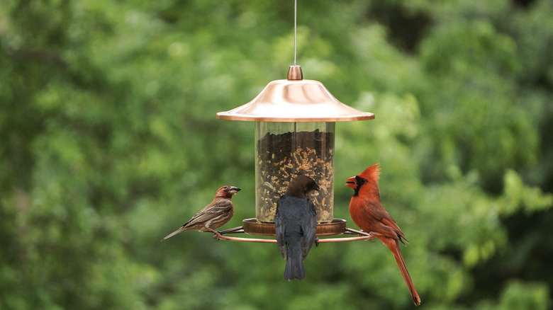 A cardinal, a finch, and another bird eating at a birdfeeder