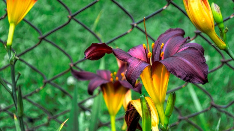 How to Grow and Care for Day Lily Plants - Global Ideas