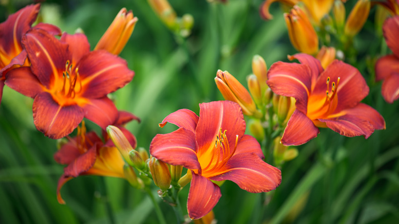 How To Keep Your Day Lily Plants Looking Neat After They're Done Flowering