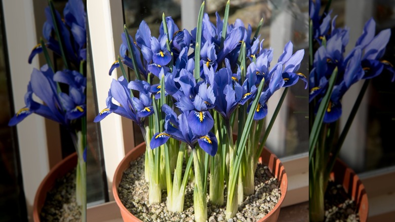 Indoor iris plant 
