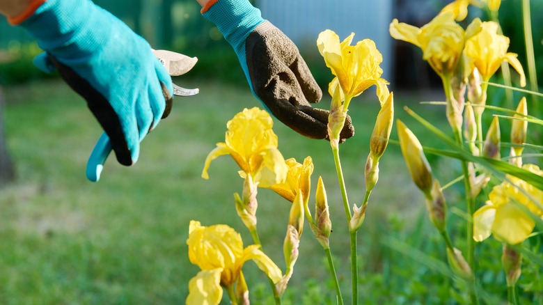 Pruning yellow iris