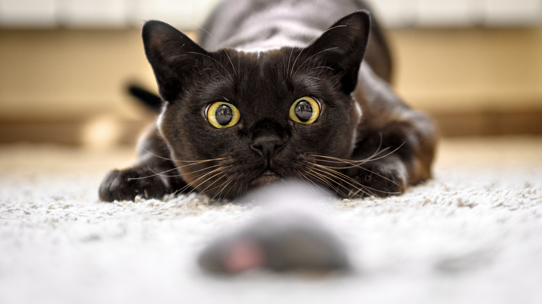 cat playing with a toy