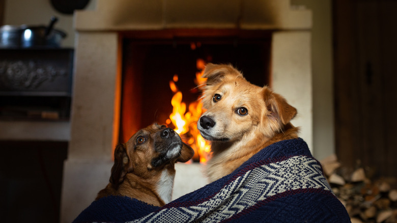 two dogs with fireplace