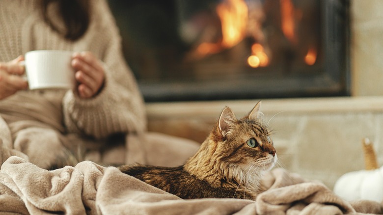 cozy cat on blanket