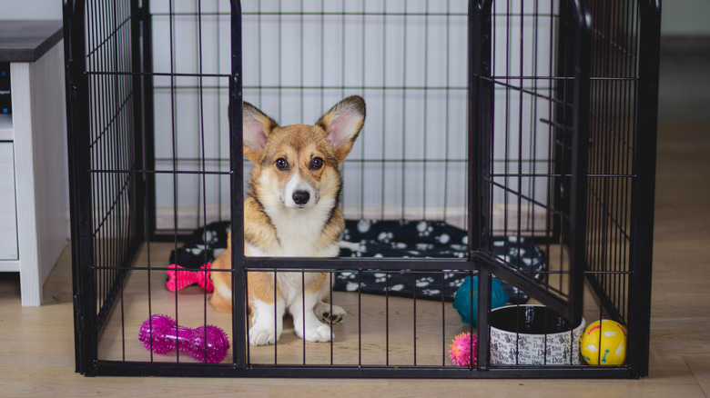 dog in crate