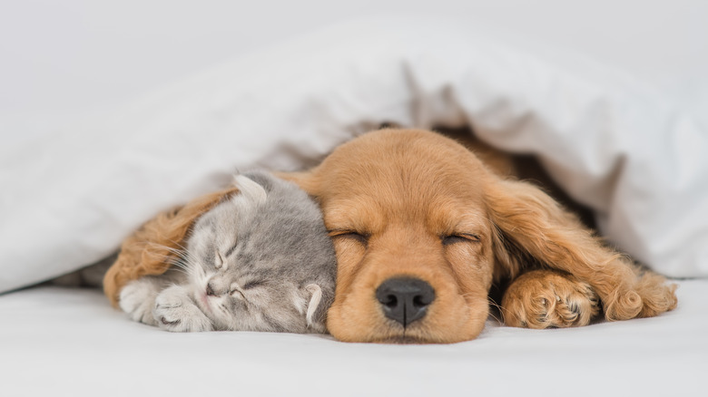 cat and dog sleeping