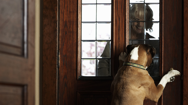 dog at front door