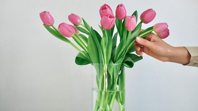 Person putting tulips in vase