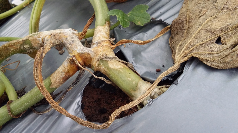 Plant with fungal infection