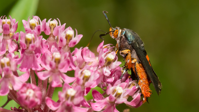 Squash vine borer moth