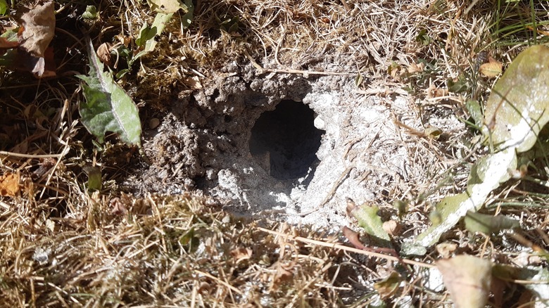 Wasp nest hole with white powder