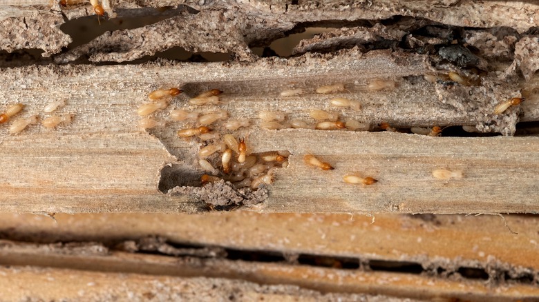 Cluster of termites eating wood 