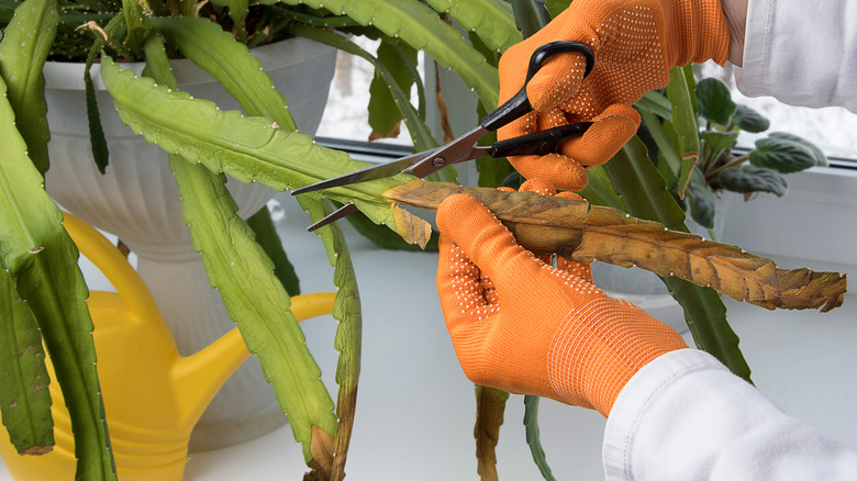 Pruning dead leaves