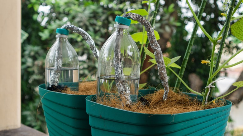 DIY drip irrigation system with plastic water bottles