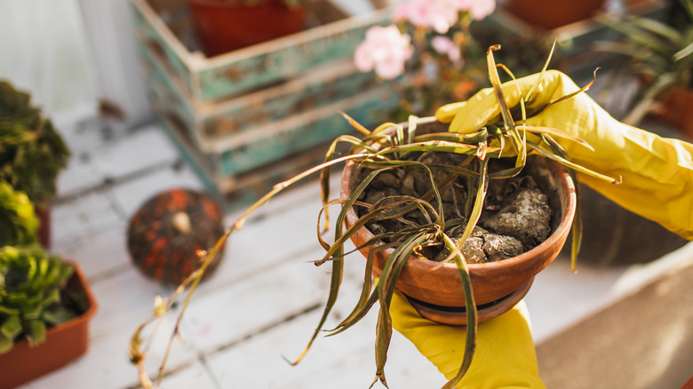 underwatered, dry, wilted, dead spider plant in a pot