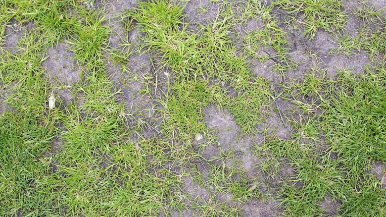 Bald patch on lawn