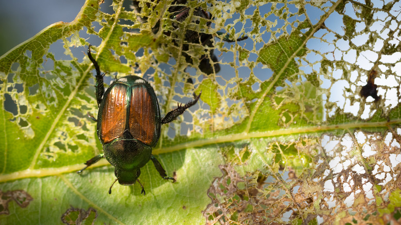 beetle eating a leaf