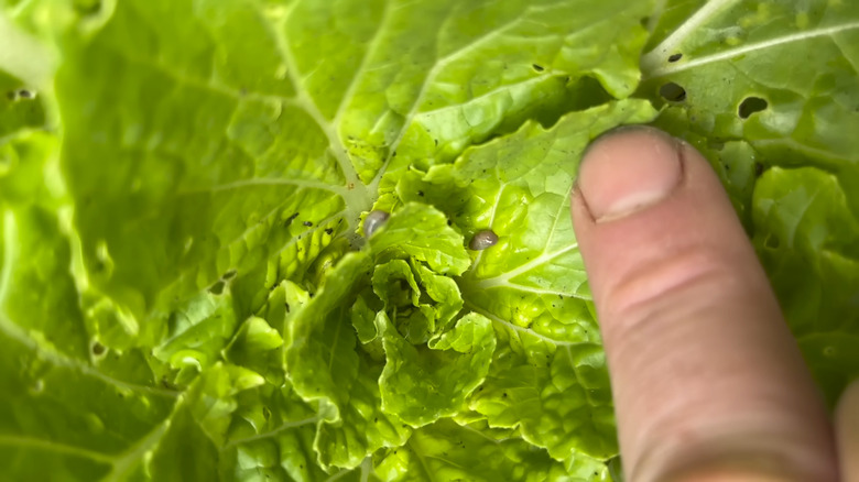 slugs on plant