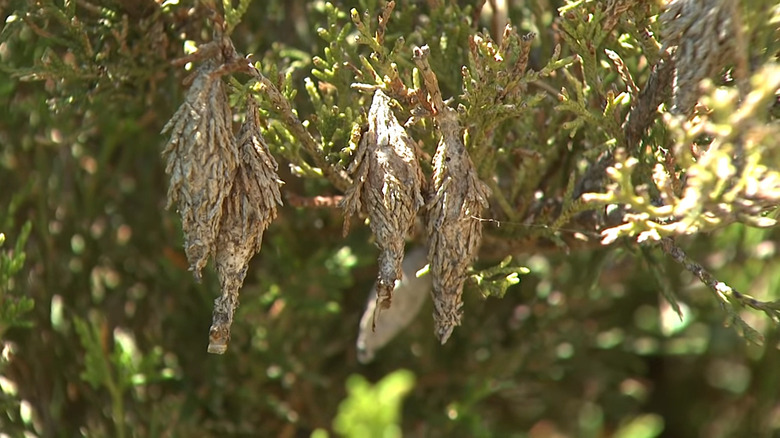 bagworms on shrubbery