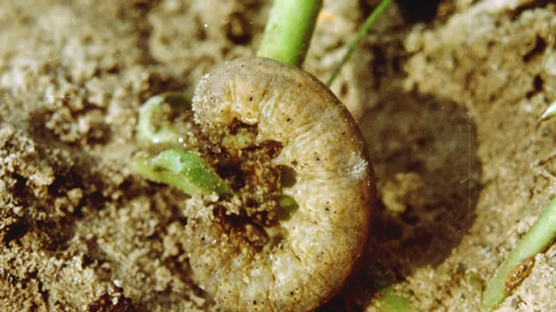 cutworm eating a plant