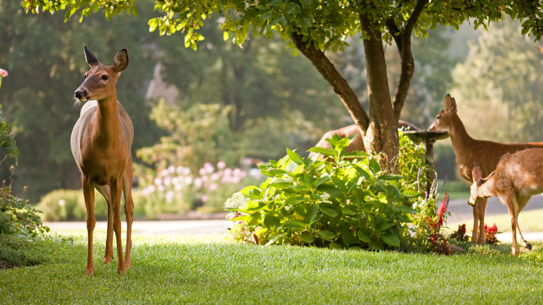 deer in a landscaped yard