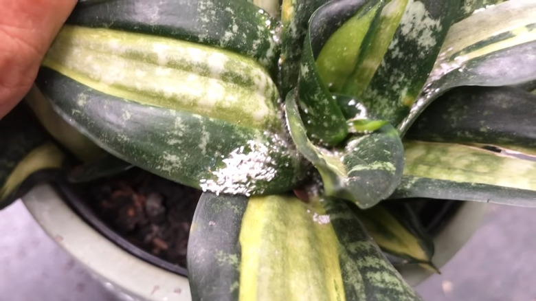 mealy bugs on plant