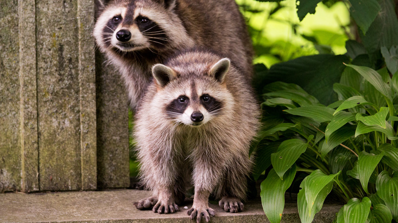 raccoons in a garden