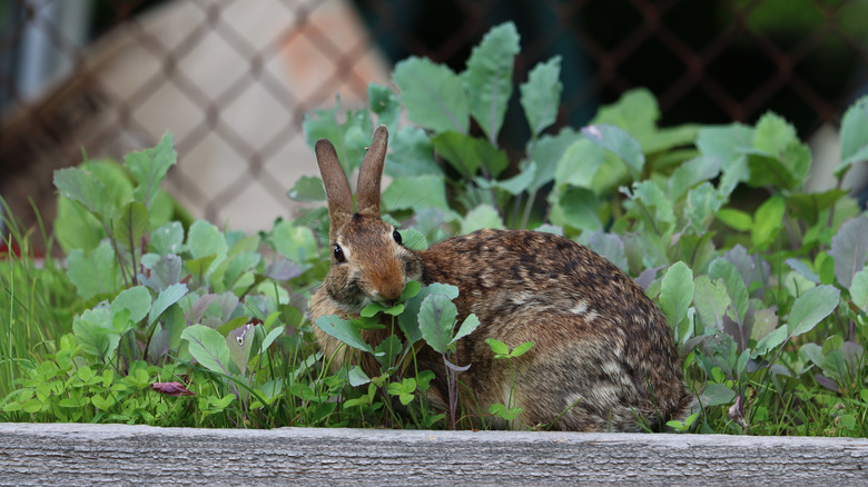 rabbit eating a plant