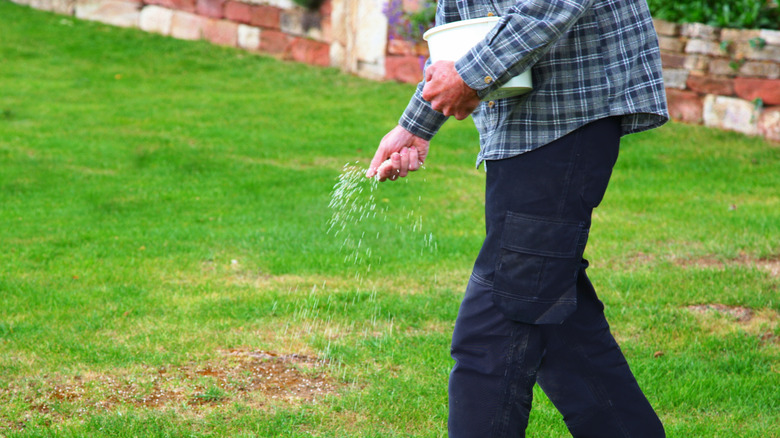 Man scattering fertilizer over lawn