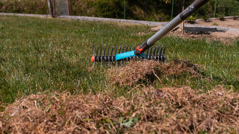 Dethatching rake pulling up dead thatch