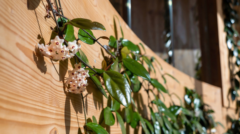 A gorgeous large hoya plant trailing along the base of a staircase showing the fleshy leaves and stunning wax flowers