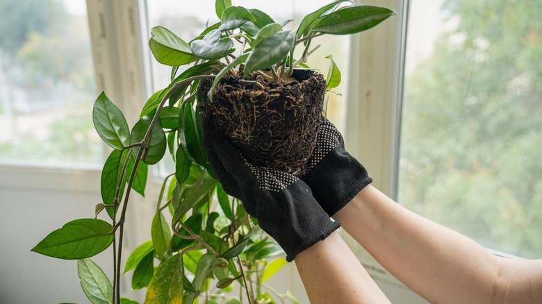 Gardener with gloved hands holding the root ball of a hoya plant that needs repotting