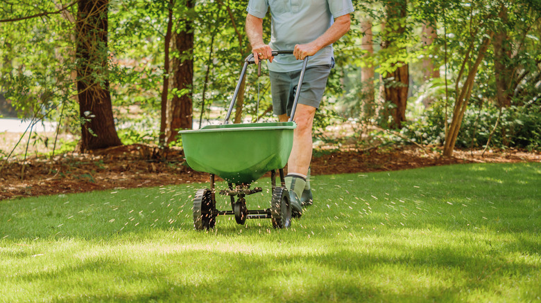 Using seed spreader on lawn