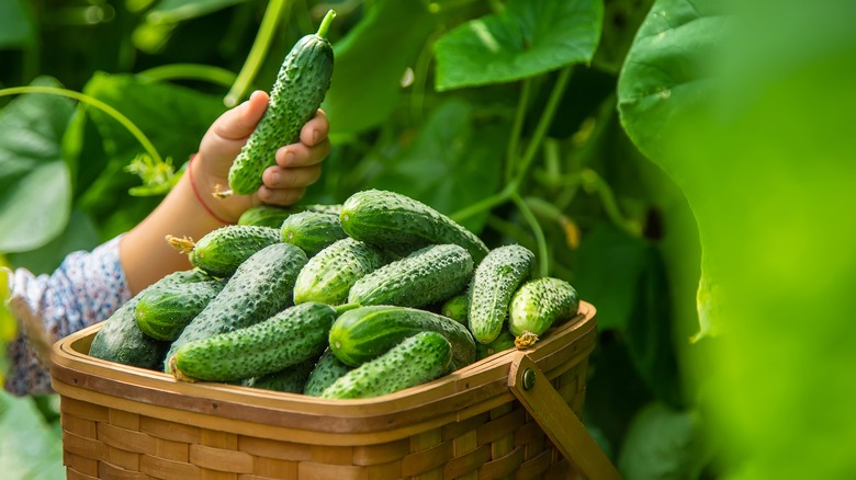 hand plucking cucumbers