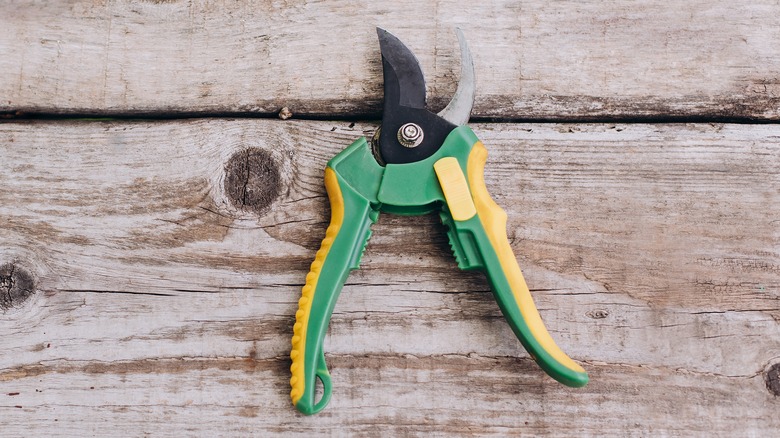 gardening shears on wooden table