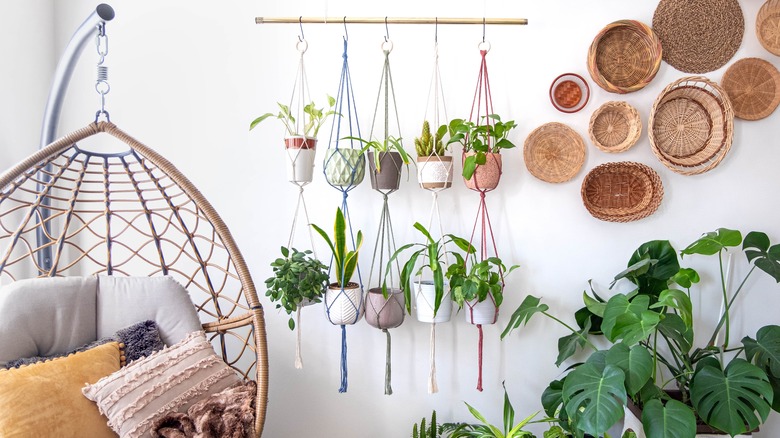 hanging plants on wall