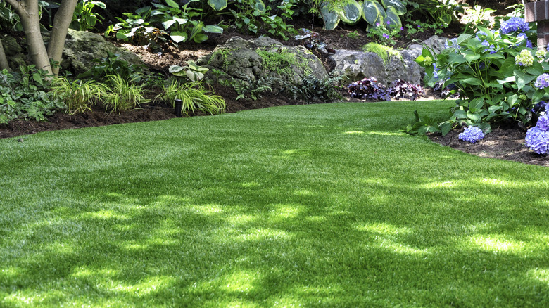 Green and shady lawn