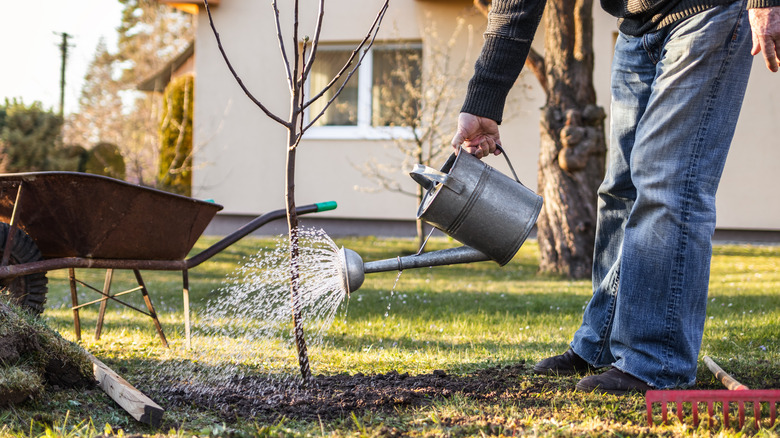 Person watering lawn with can
