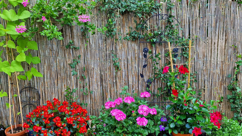 A grey reed fence with different types of flowers and plants on it