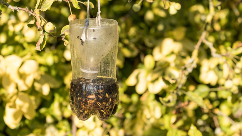 Wasps trapped in bottle