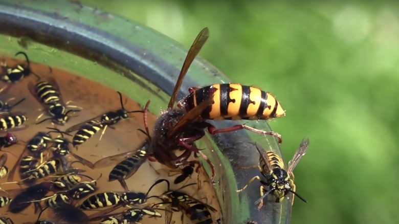 Wasps drowning in juice