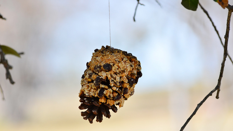 Pine cone feeder hanging up