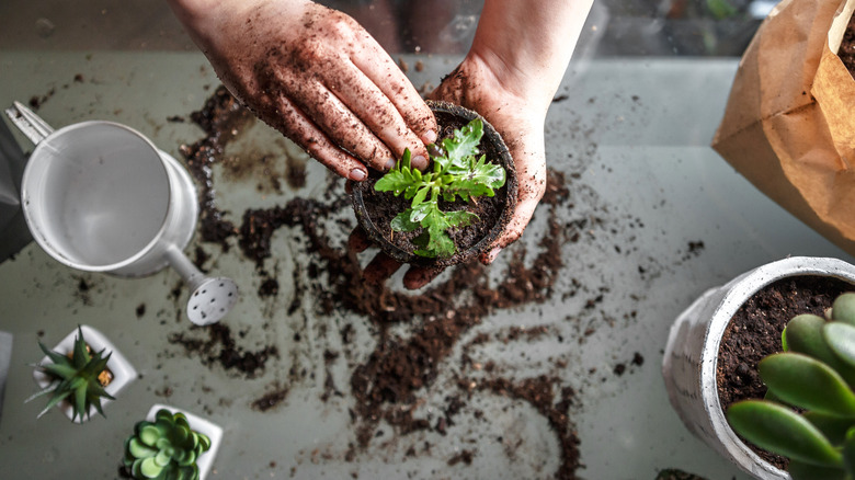 Potting succulents in soil