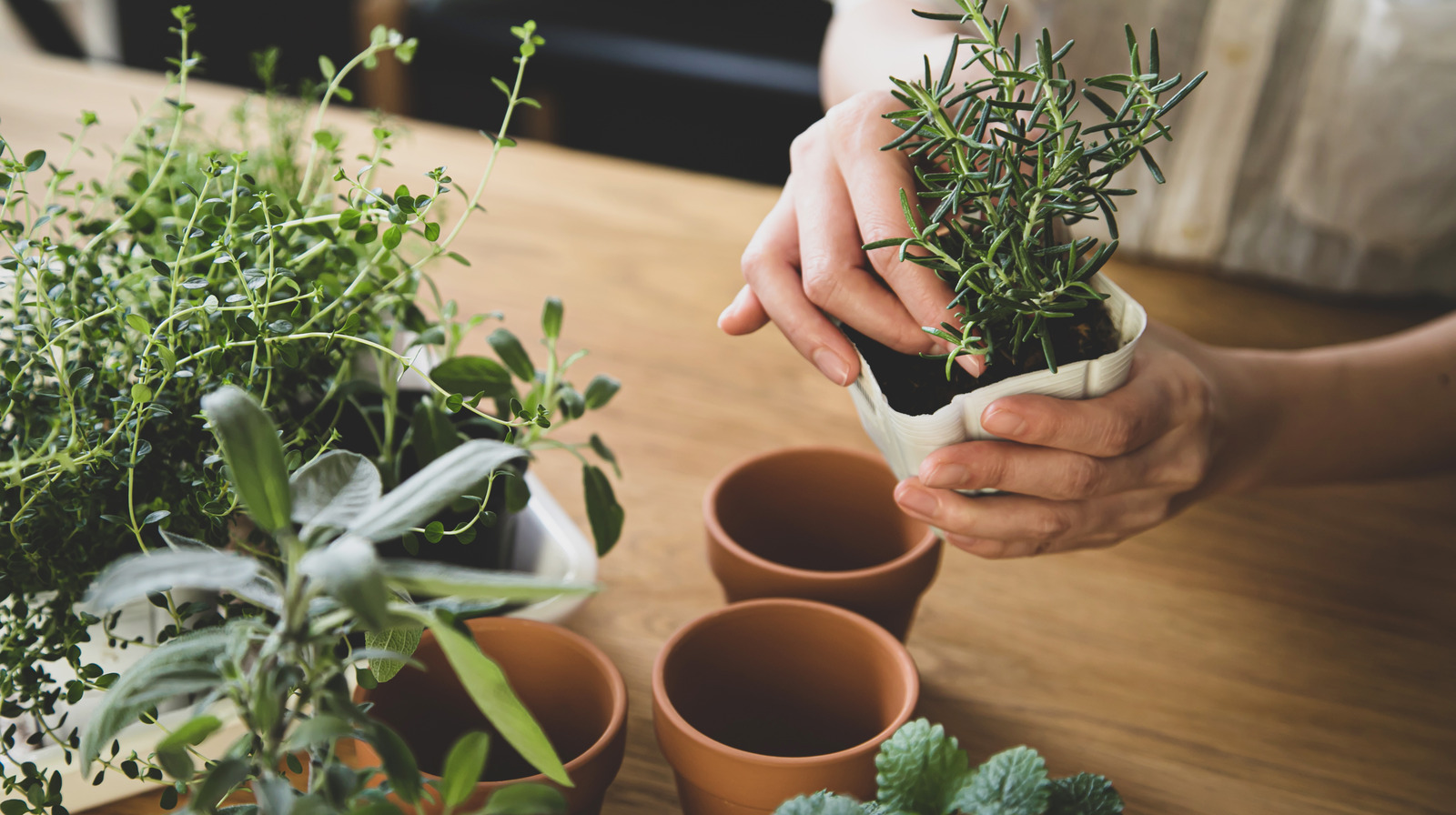 How To Make A Countertop Herb Garden