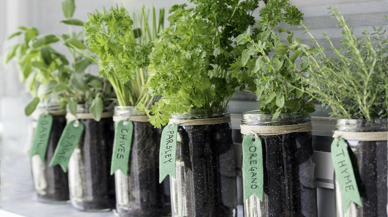 Hanging mason jar garden